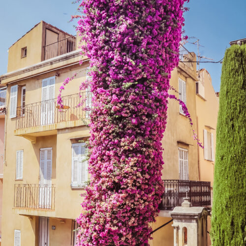 Cannes_Le_Suquet_12